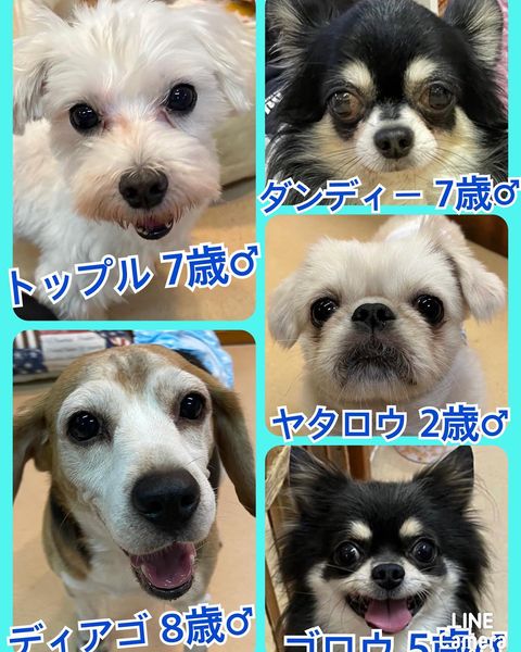 🐾今日の里親様募集中ワンコ🐶メンバーです🐾2022,10,1【保護犬カフェ天神橋店】